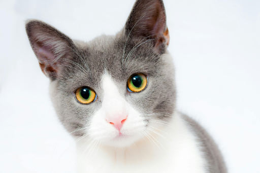 GrayCat2